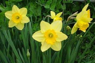 国产视频 水仙,探寻东方美学与情感交融的视觉盛宴