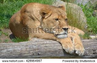 国产狮子的图片大全视频,雄壮威武的王者之姿